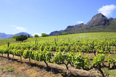 Stellenboschs Weinberge