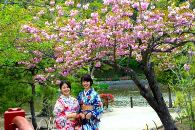 Kirschblüte in Japan