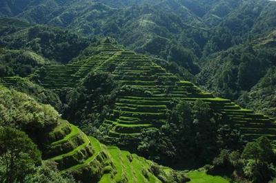 Banaue_Batad Reisfeld