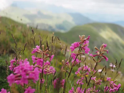 Blumen am High Scardus Trail