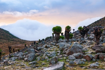 Landschaft mit riesigen Greiskraut im Mount Kenya-Nationalpark