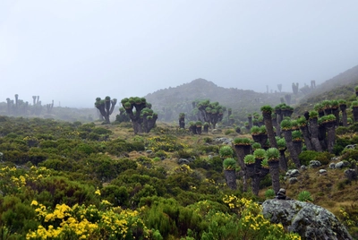 Mt Kilimanjaro Aussicht, Tansania, Afrika