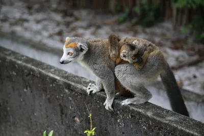 Madagaskar-Kronenmaki