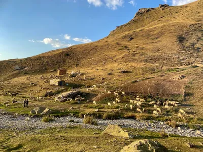 Schafe und Schäferhütte High Scardus Trail