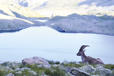 Monte Viso Steinbock_2